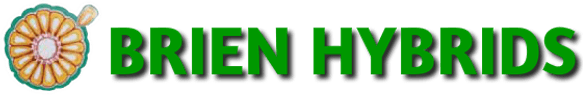 O'Brien Hybrids logo