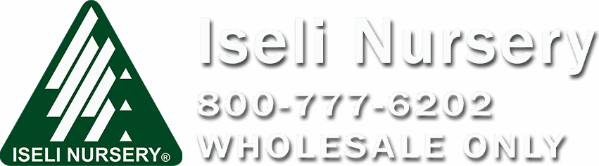 Iseli Nursery logo