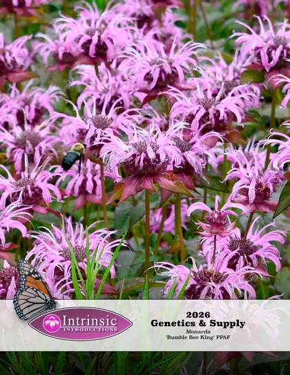 Intrinsic Perennial Gardens 2026 Plant Introductions Catalog Weekly Ad